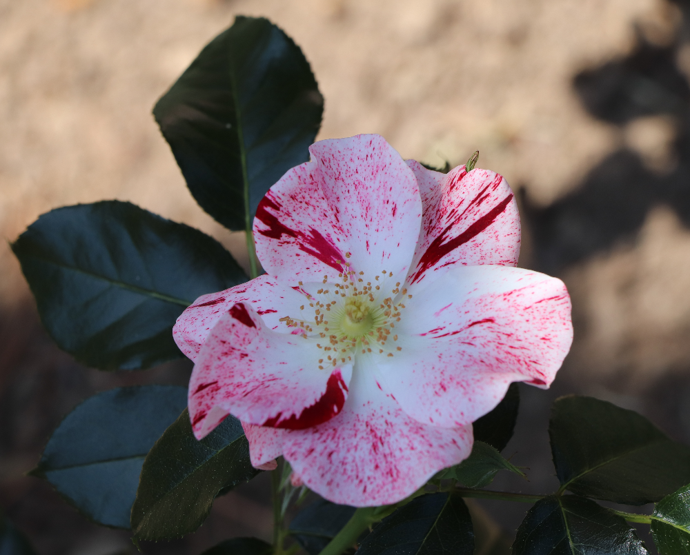 Vente des rosiers du 8ᵉ Concours de Roses Nouvelles de Monaco