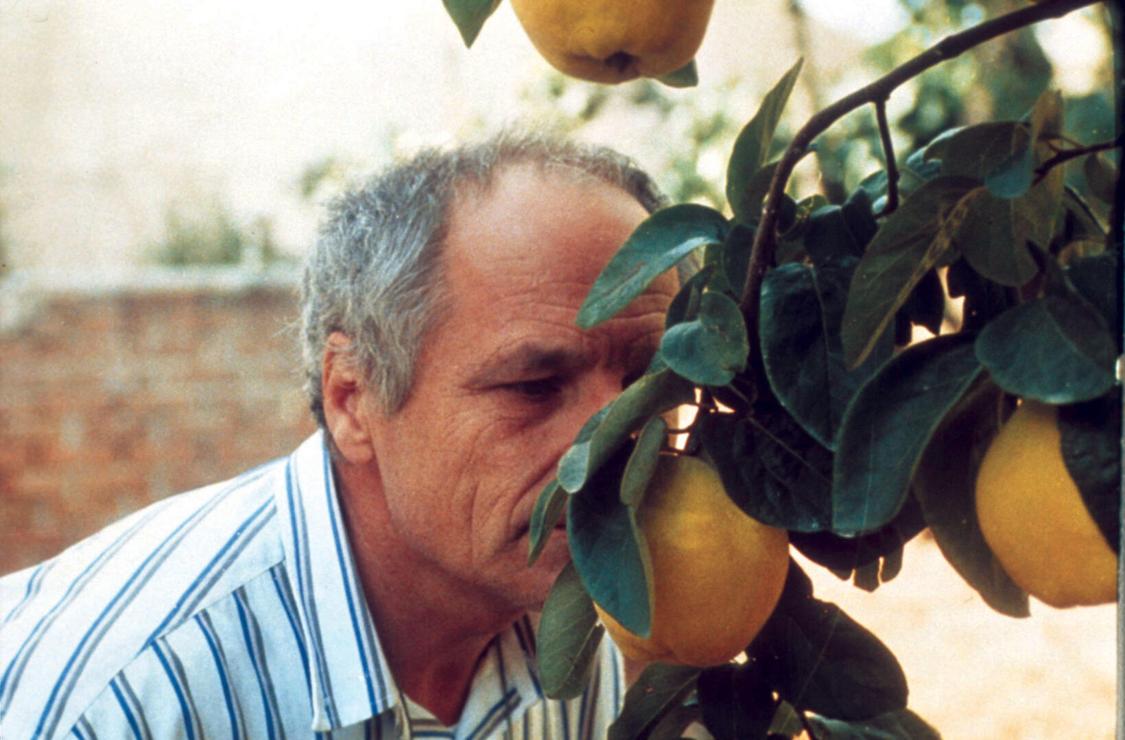 The Art of the Cinema - "Dream of Light"