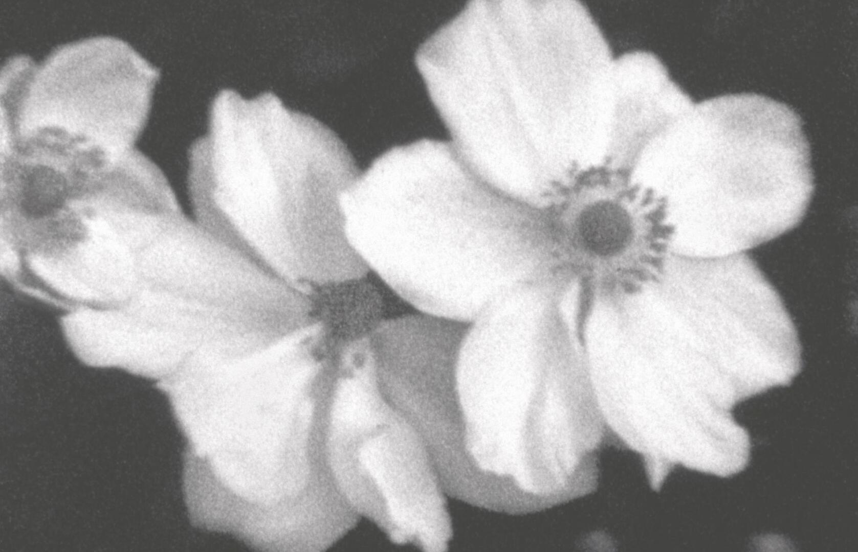 "Plein air" : projection/rencontre avec Helga Fanderl