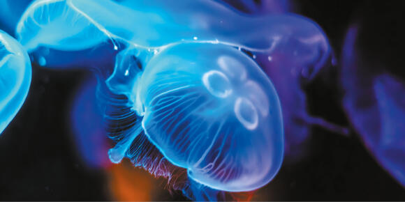 Musée Océanographique 3/3