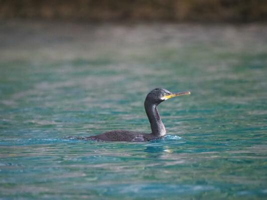 Matinée de découverte de la  biodiversité 2/2