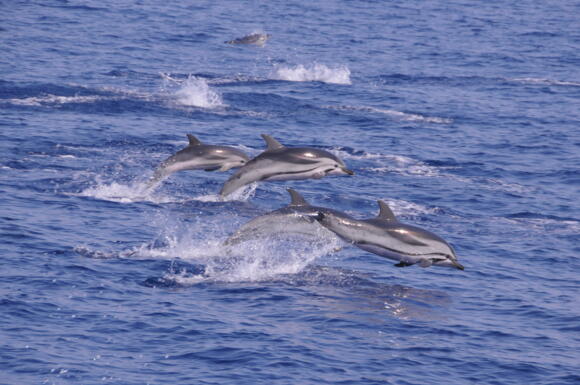 Escursioni - Whale Watching Monaco 2/5
