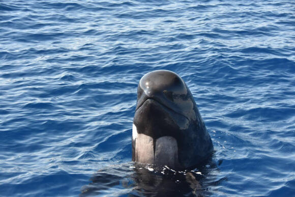 Escursioni - Whale Watching Monaco 4/5
