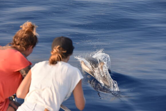 Excursions - Whale Watching Monaco 3/5