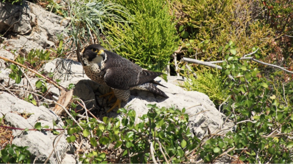 Matinée de découverte de la  biodiversité