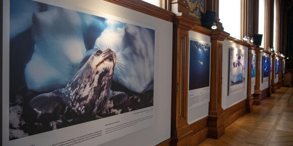 Exhibition - "Fragile Polar Worlds - Greg Lecoeur" 2/2