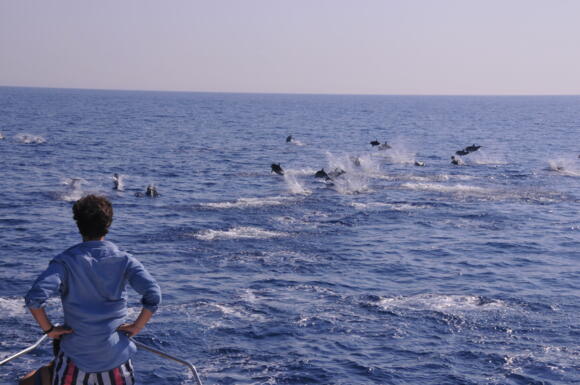 Excursions - Whale Watching Monaco 5/5