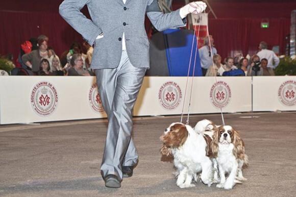 Monaco International Dog Show 2/2