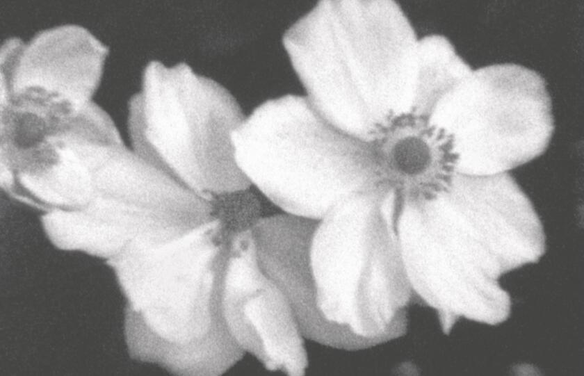 "Plein air" : projection/rencontre avec Helga Fanderl 1/1