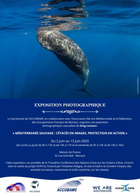 Méditerranée Sauvage : Cétacés en images, protection en action 1/1
